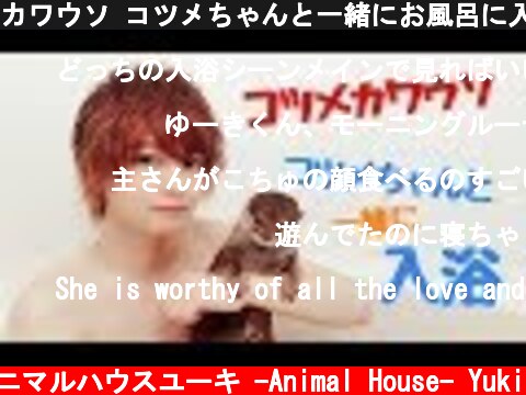 カワウソ コツメちゃんと一緒にお風呂に入浴したら驚きの行動！ Otter bathing  (c) アニマルハウスユーキ -Animal House- Yuki