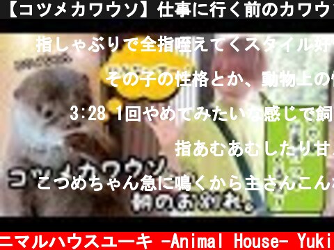 【コツメカワウソ】仕事に行く前のカワウソの甘えん坊っぷりがヤバすぎた！ Otter  (c) アニマルハウスユーキ -Animal House- Yuki