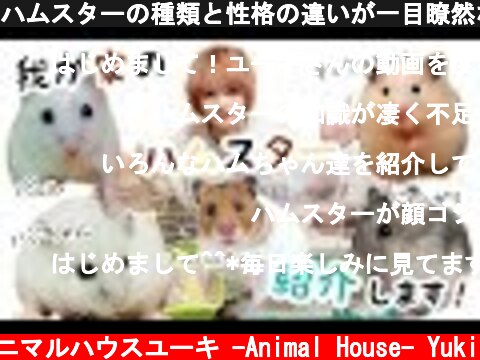 ハムスターの種類と性格の違いが一目瞭然な動画 hamster  (c) アニマルハウスユーキ -Animal House- Yuki
