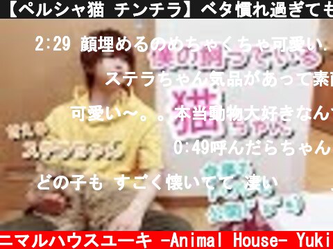 【ペルシャ猫 チンチラ】ベタ慣れ過ぎてもはや猫ではない❗その様子をご覧下さい。 CAT  (c) アニマルハウスユーキ -Animal House- Yuki
