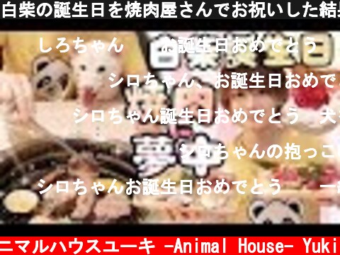 白柴の誕生日を焼肉屋さんでお祝いした結果、感情爆発💣🔥Celebrate your dog's birthday with Yakiniku🐾  (c) アニマルハウスユーキ -Animal House- Yuki