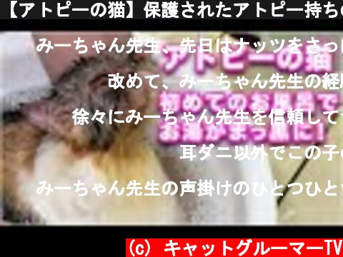 【アトピーの猫】保護されたアトピー持ちの猫をシャンプーしたらお風呂のお湯がまっクロに！【ナッツちゃん】  (c) キャットグルーマーTV