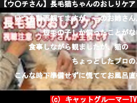 【ウ○チさん】長毛猫ちゃんのおしりケア【視聴注意】  (c) キャットグルーマーTV