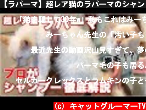 【ラパーマ】超レア猫のラパーマのシャンプーをプロが徹底解説します【LaPerm】  (c) キャットグルーマーTV