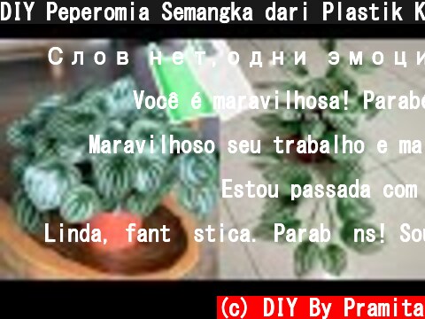 DIY Peperomia Semangka dari Plastik Kresek | Peperomia Watermelon From Plastic Bag  (c) DIY By Pramita