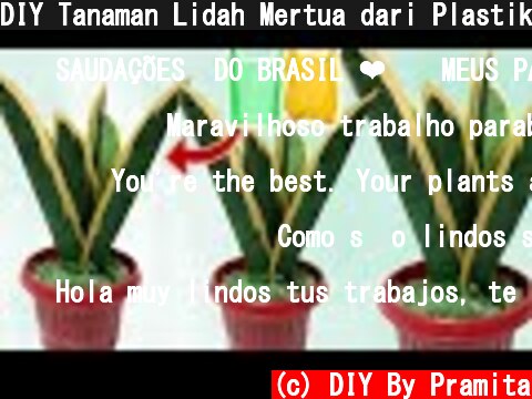 DIY Tanaman Lidah Mertua dari Plastik Kresek | How to make Sansevieria plant from plastic bag  (c) DIY By Pramita