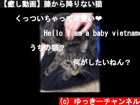 【癒し動画】膝から降りない猫  (c) ゆっきーチャンネル