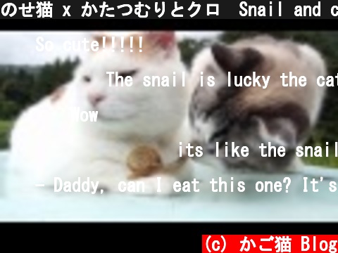 のせ猫 x かたつむりとクロ　Snail and cats  (c) かご猫 Blog