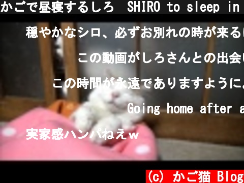 かごで昼寝するしろ　SHIRO to sleep in a basket  (c) かご猫 Blog