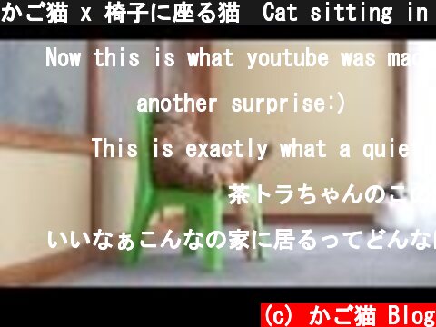 かご猫 x 椅子に座る猫　Cat sitting in a chair 2014#2  (c) かご猫 Blog