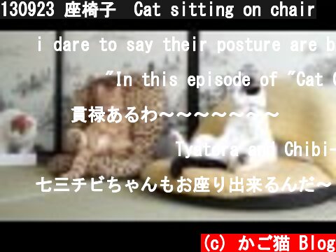130923 座椅子　Cat sitting on chair  (c) かご猫 Blog