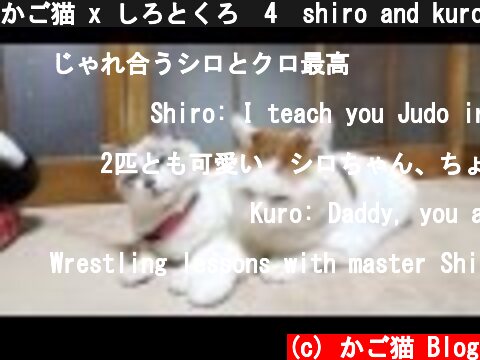 かご猫 x しろとくろ　4　shiro and kuro 2014#5  (c) かご猫 Blog