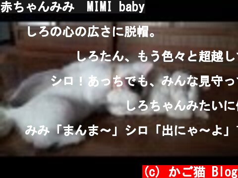 赤ちゃんみみ　MIMI baby  (c) かご猫 Blog