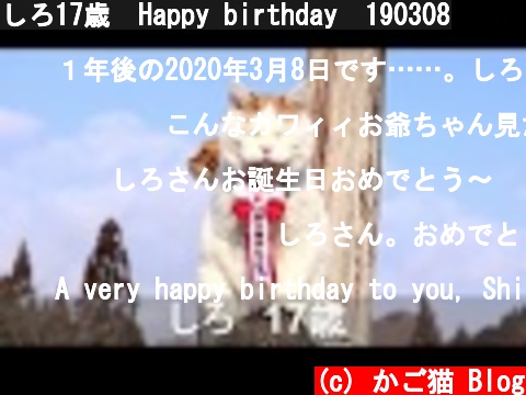 しろ17歳　Happy birthday　190308  (c) かご猫 Blog