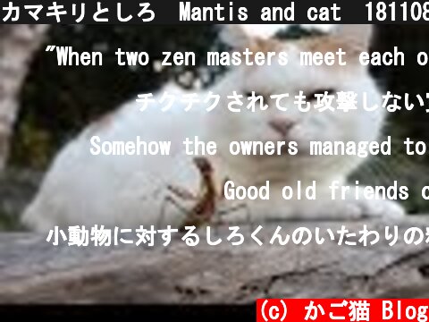 カマキリとしろ　Mantis and cat　181108  (c) かご猫 Blog