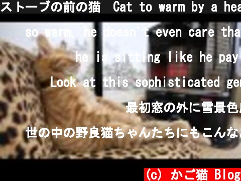 ストーブの前の猫　Cat to warm by a heater  (c) かご猫 Blog