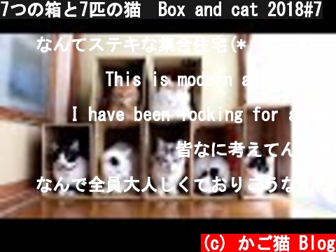 7つの箱と7匹の猫　Box and cat 2018#7  (c) かご猫 Blog
