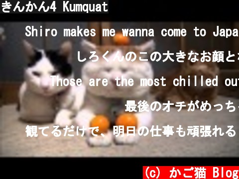 きんかん4 Kumquat  (c) かご猫 Blog