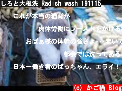 しろと大根洗 Radish wash 191115  (c) かご猫 Blog