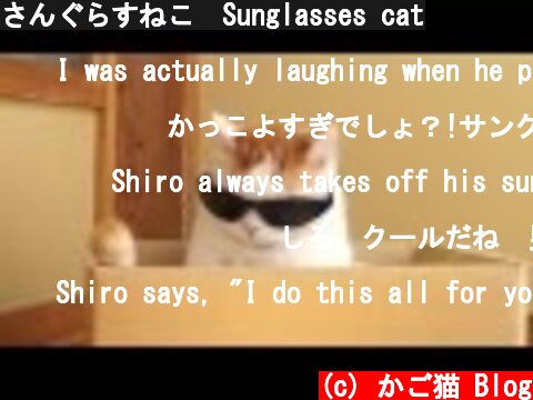 さんぐらすねこ　Sunglasses cat  (c) かご猫 Blog