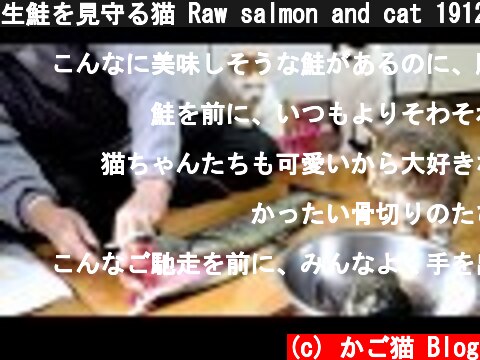 生鮭を見守る猫 Raw salmon and cat 191228  (c) かご猫 Blog