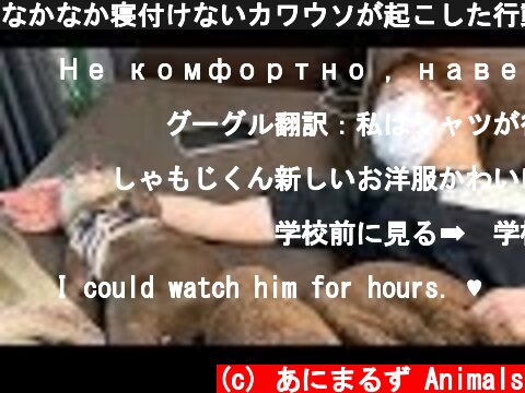 なかなか寝付けないカワウソが起こした行動に奇跡が…！The Otter 'Syamoji' couldn't sleep... He needs arm pillow!  (c) あにまるず Animals