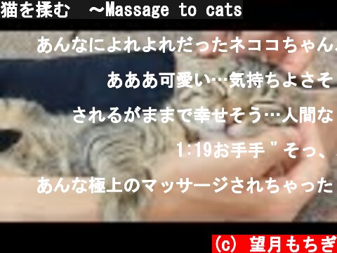 猫を揉む　〜Massage to cats  (c) 望月もちぎ