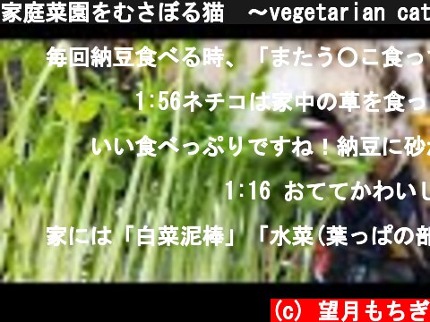 家庭菜園をむさぼる猫　〜vegetarian cat  (c) 望月もちぎ