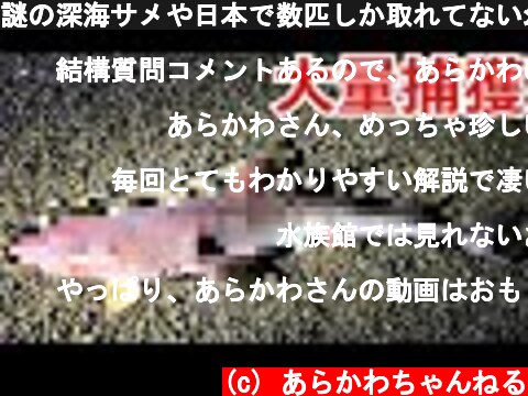 謎の深海サメや日本で数匹しか取れてない幻の魚の捕獲に成功？？  (c) あらかわちゃんねる