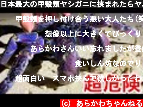 日本最大の甲殻類ヤシガニに挟まれたらヤバすぎた！？  (c) あらかわちゃんねる