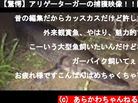 【驚愕】アリゲーターガーの捕獲映像！！関東で発見された外来魚まとめ  (c) あらかわちゃんねる