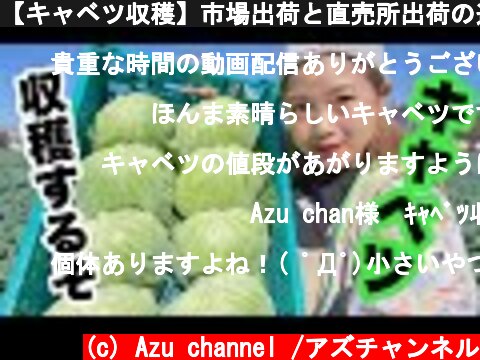 【キャベツ収穫】市場出荷と直売所出荷の違いとは！？  (c) Azu channel /アズチャンネル