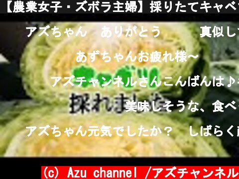 【農業女子・ズボラ主婦】採りたてキャベツで4品のおかずができたよ!  (c) Azu channel /アズチャンネル