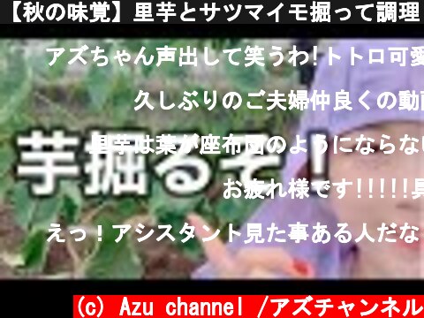 【秋の味覚】里芋とサツマイモ掘って調理しようか！！  (c) Azu channel /アズチャンネル
