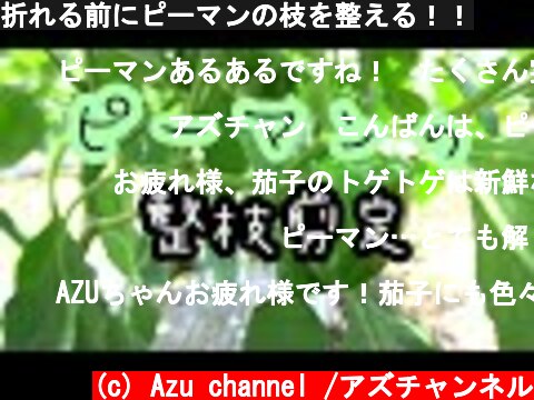 折れる前にピーマンの枝を整える！！  (c) Azu channel /アズチャンネル