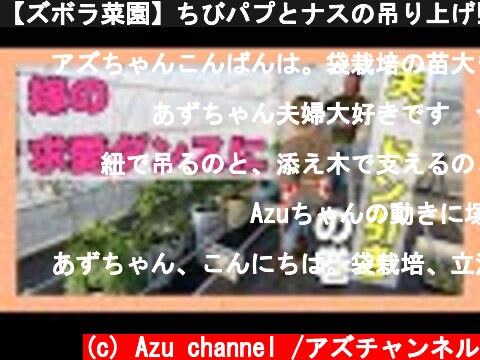 【ズボラ菜園】ちびパプとナスの吊り上げ‼︎夫とのんびり作業。  (c) Azu channel /アズチャンネル