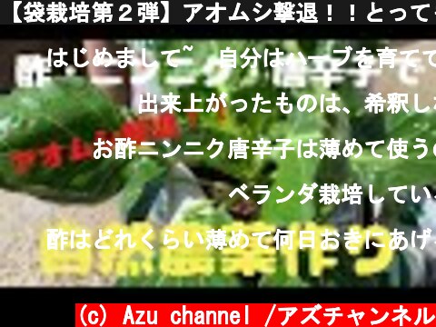【袋栽培第２弾】アオムシ撃退！！とっても簡単！！！酢・ニンニク・唐辛子で自然農薬作り！  (c) Azu channel /アズチャンネル