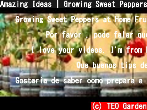 Amazing Ideas | Growing Sweet Peppers at Home Fruitful, Easy for Beginners  (c) TEO Garden