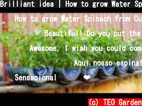 Brilliant idea | How to grow Water Spinach from Cuttings for Beginners  (c) TEO Garden