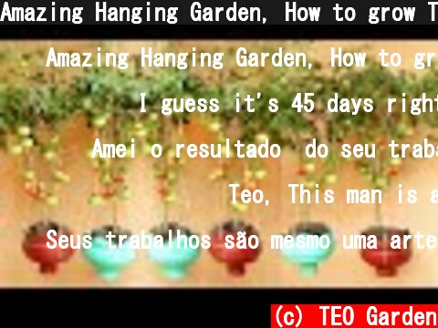 Amazing Hanging Garden, How to grow Tomato at home has a lot of fruit  (c) TEO Garden