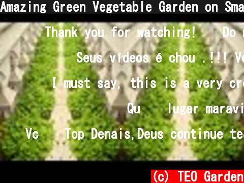 Amazing Green Vegetable Garden on Small Balcony, Growing Vegetables at Home  (c) TEO Garden