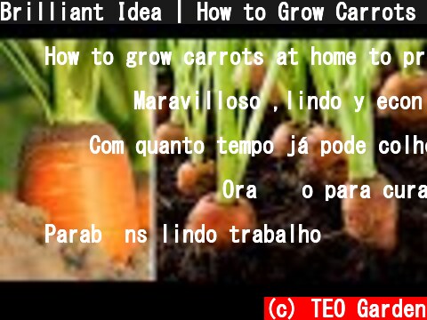 Brilliant Idea | How to Grow Carrots at Home to Produce Many Bulbs  (c) TEO Garden