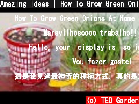 Amazing ideas | How To Grow Green Onions At Home from Recycling Laundry Basket  (c) TEO Garden