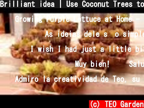 Brilliant idea | Use Coconut Trees to Grow Purple Lettuce at Home - TEO Garden  (c) TEO Garden
