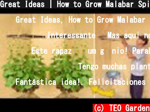 Great Ideas | How to Grow Malabar Spinach at Home for Small Spaces  (c) TEO Garden