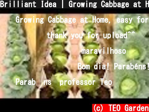 Brilliant Idea | Growing Cabbage at Home, easy for Beginners | TEO Garden  (c) TEO Garden