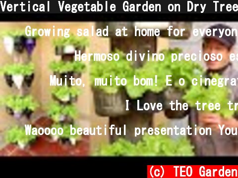 Vertical Vegetable Garden on Dry Trees, Growing Salad at Home for Everyone  (c) TEO Garden
