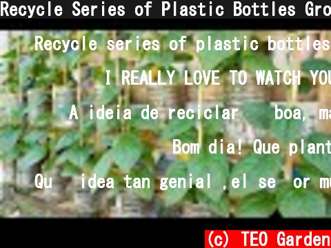 Recycle Series of Plastic Bottles Growing Vegetables at Home, Grow Malabar Spinach  (c) TEO Garden