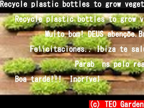 Recycle plastic bottles to grow vegetables at home, great idea for small spaces  (c) TEO Garden