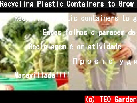 Recycling Plastic Containers to Grow Broccoli at Home for Beginners  (c) TEO Garden